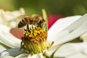 Bee on Cosmos FlowerBiene auf Kosmeenbluete